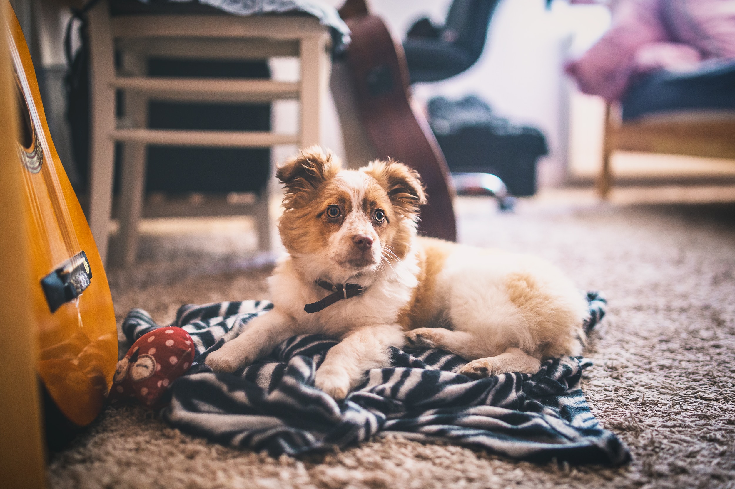 Old Urine Smell Out Of Carpet